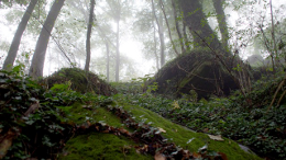 Mosiger Waldboden an einem Hang mit nebeligem Wald im Hintergrund